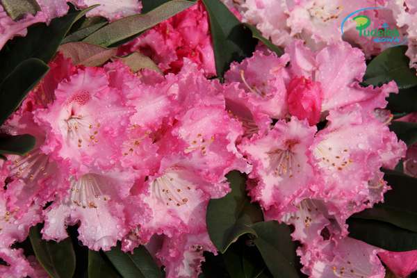 Rhododendron Arabella